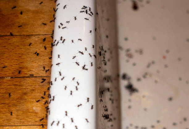 Best Best Pest Control Companies  in Avoca, IA