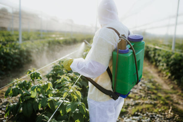 Best Wasp Removal Services  in Avoca, IA